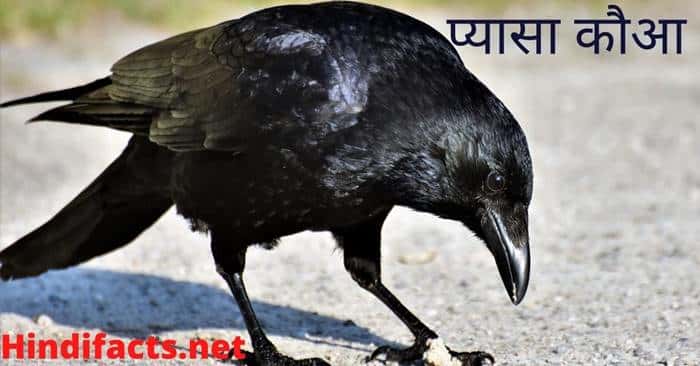 Thristy-Crow-Story-Panchtantra-short-stories-in-Hindi- with-Moral