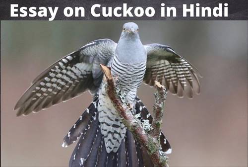 Cuckoo-in-Hindi