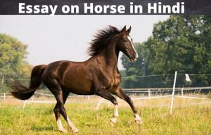 essay on horse race in hindi