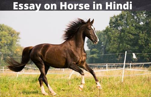 the horse essay in hindi